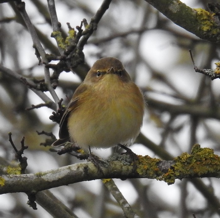 Chiffchaff