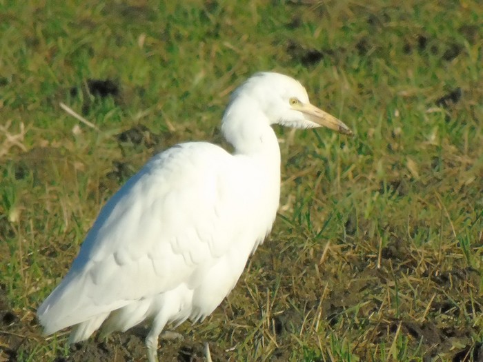 Cattle Egret