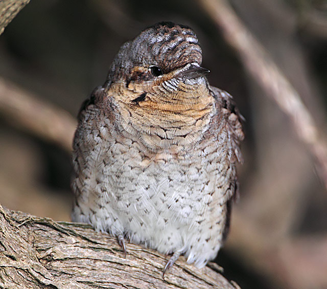 Wryneck