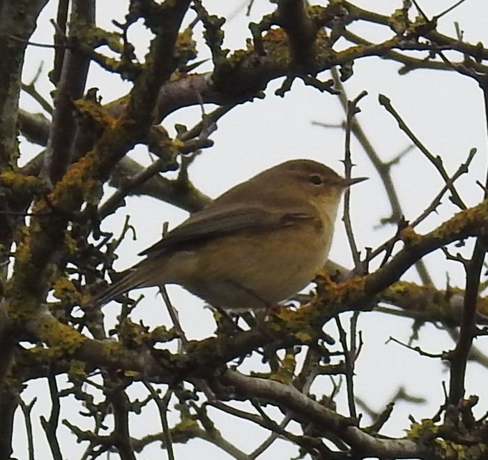 Chiffchaff