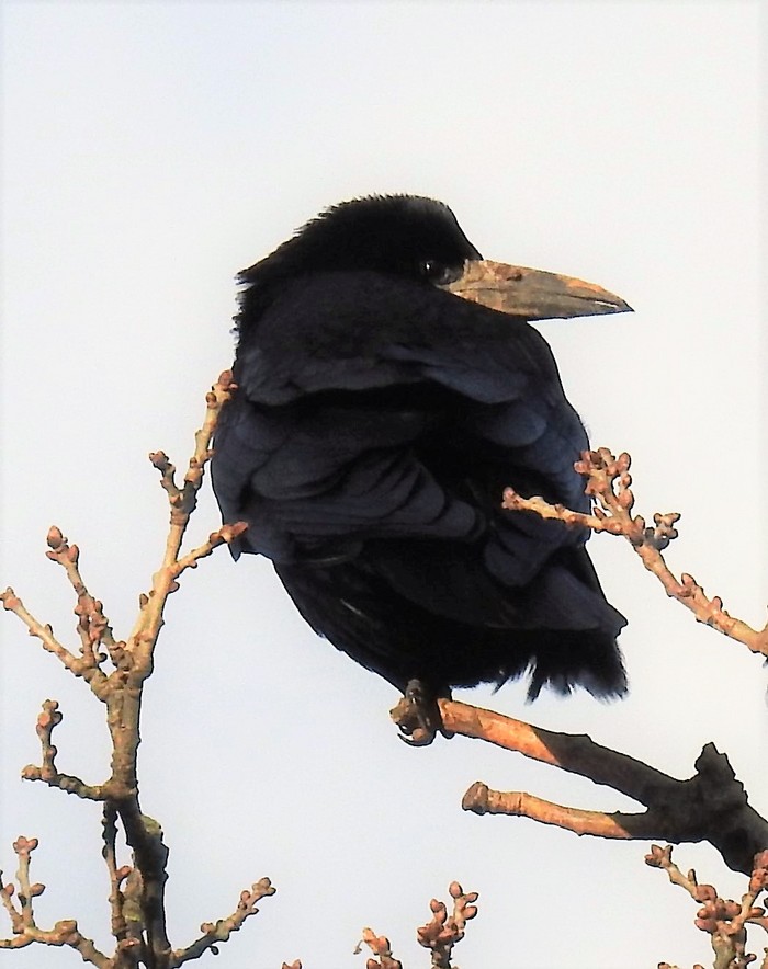 Rook