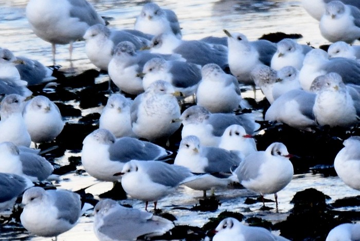 Ring-billed Gull