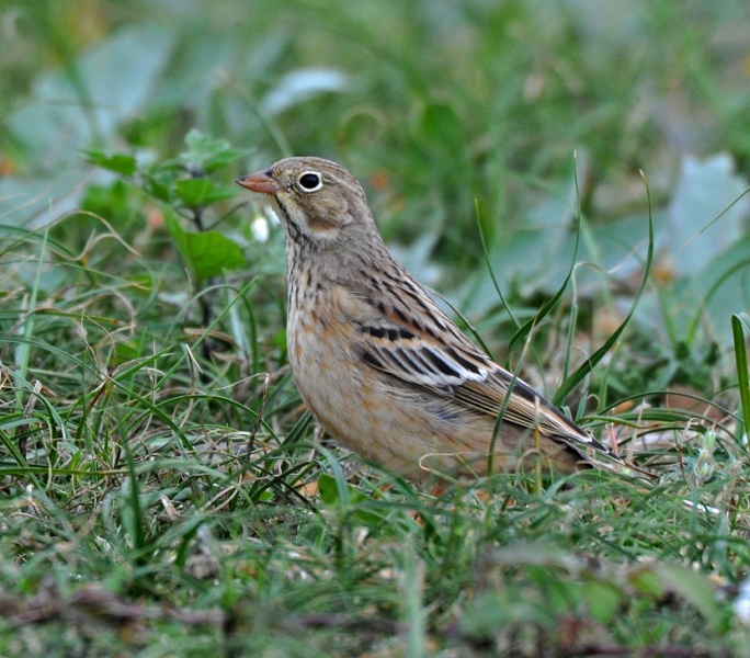 Ortolan Bunting