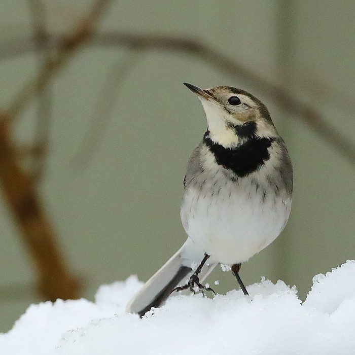 Pied Wagtail