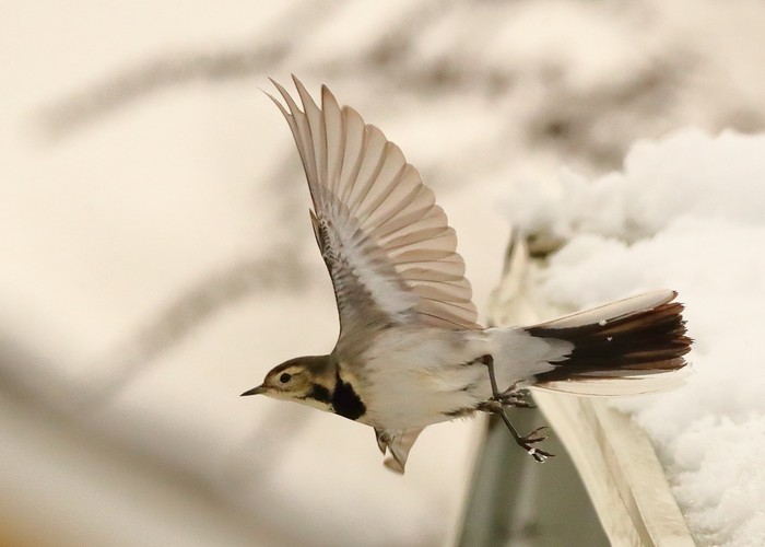 Pied Wagtail