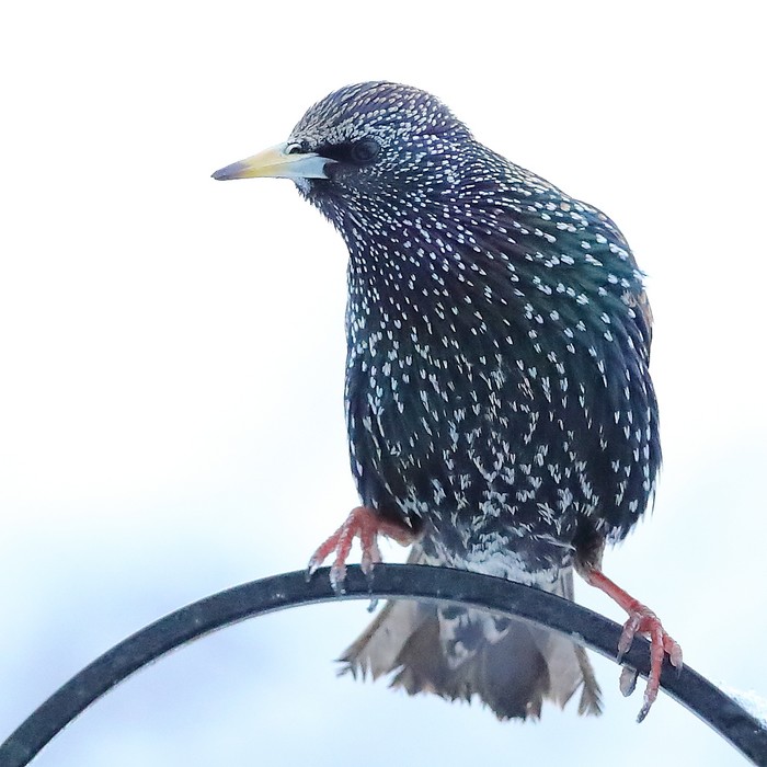 Starling