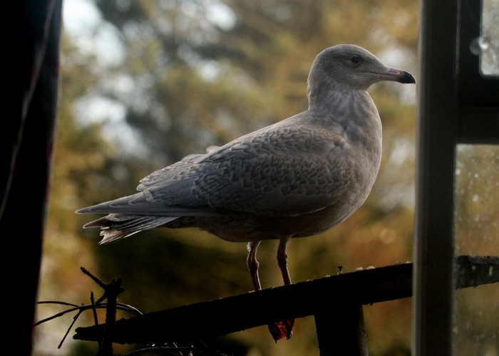 Glaucous Gull