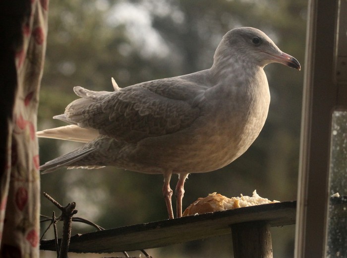 Glaucous Gull