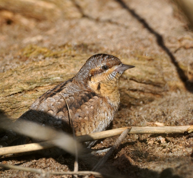 Wryneck