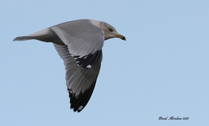 Ring-billed Gull