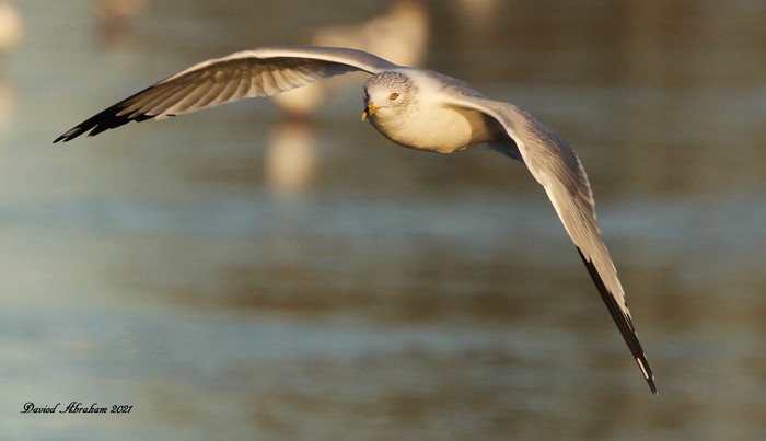 Ring-billed Gull