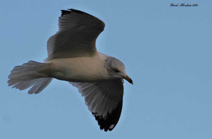 Ring-billed Gull