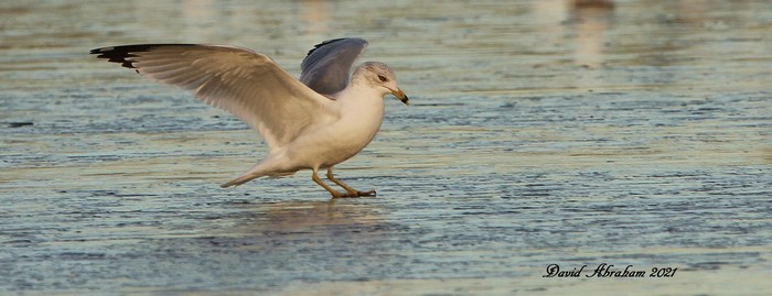 Ring-billed Gull