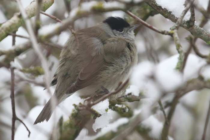 Blackcap