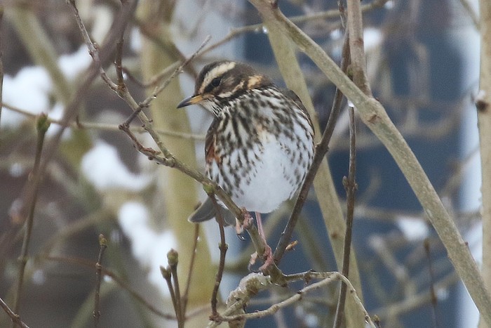 Redwing