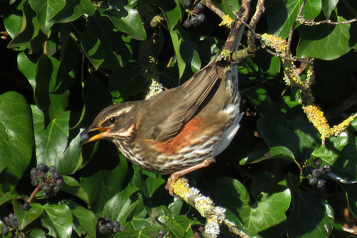 Redwing