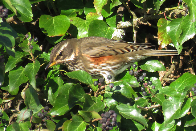 Redwing