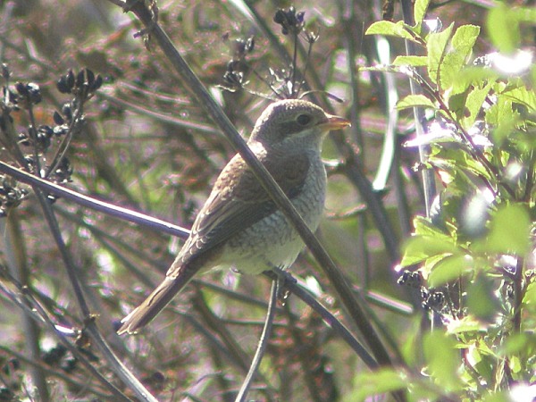 Red-backed Shrike