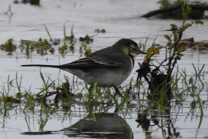 Pied Wagtail