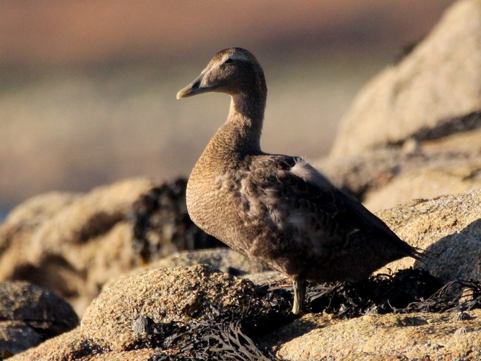 Eider