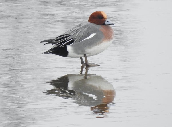 Wigeon