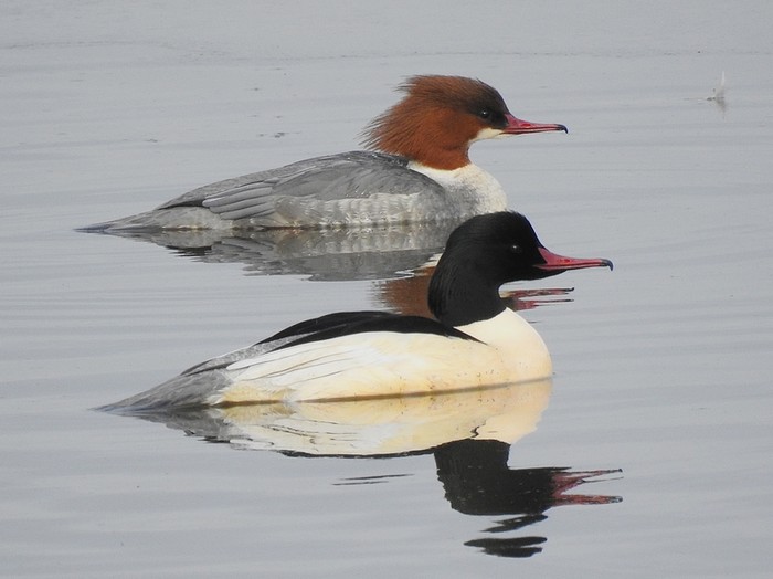 Goosander