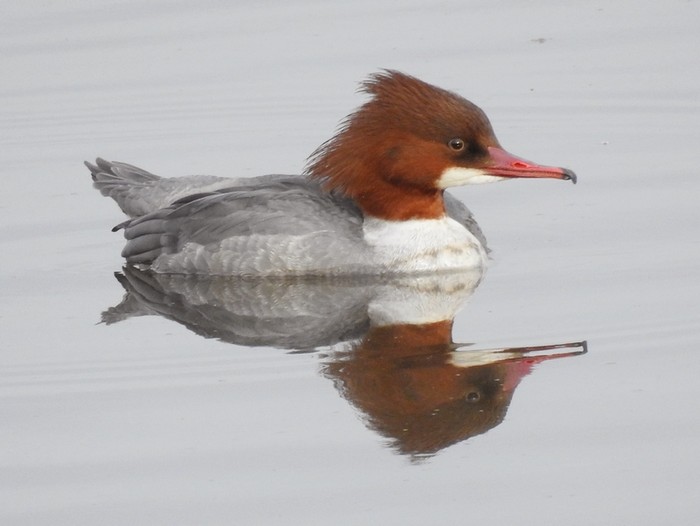 Goosander