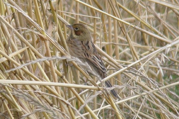 Chestnut-eared Bunting