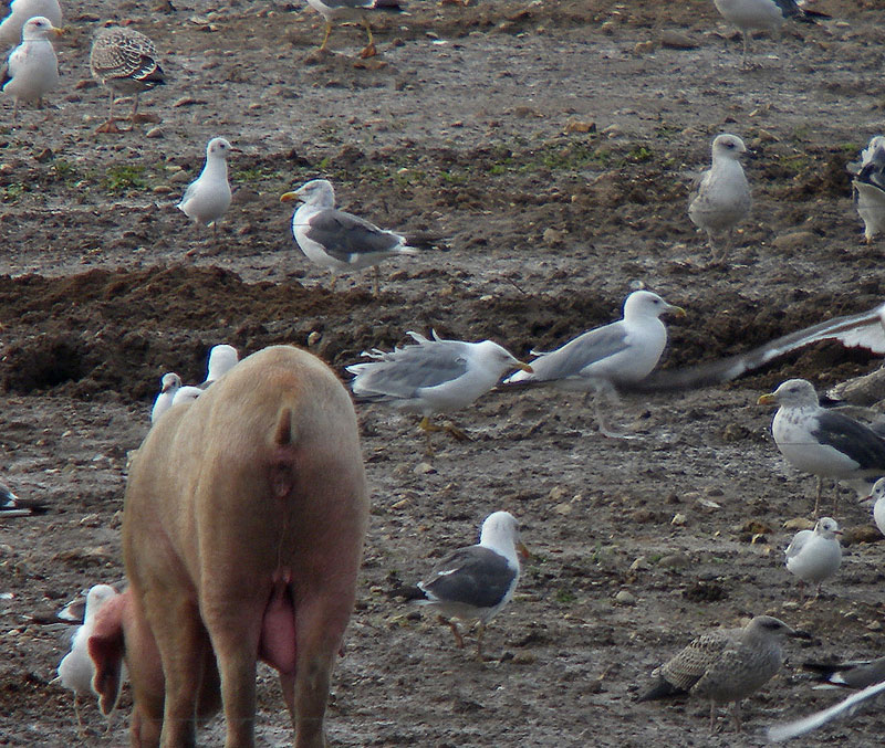Caspian Gull