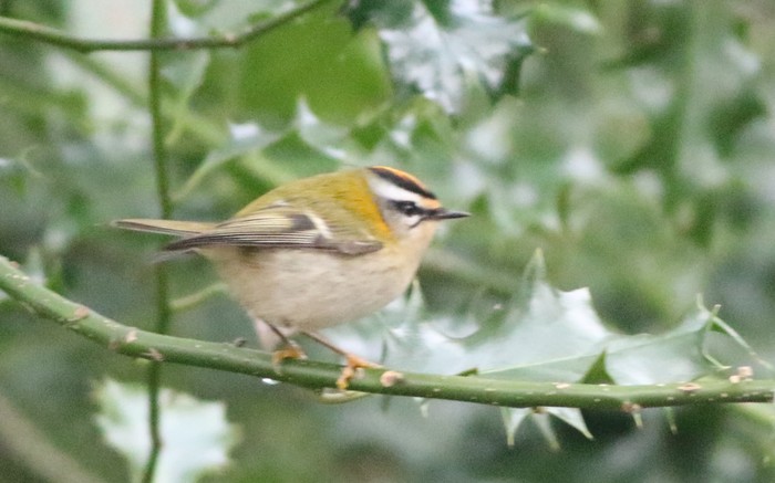 Firecrest