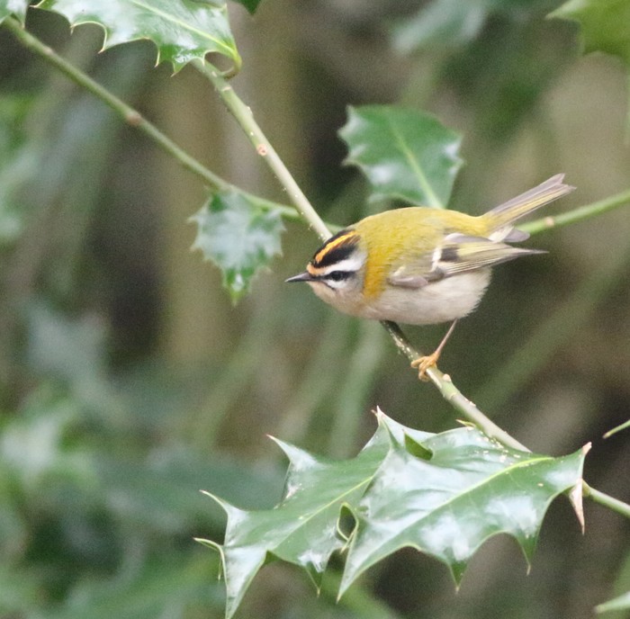 Firecrest