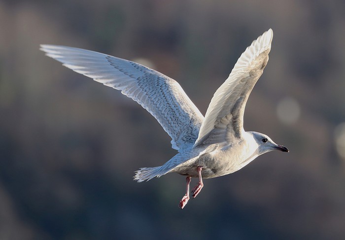 Iceland Gull