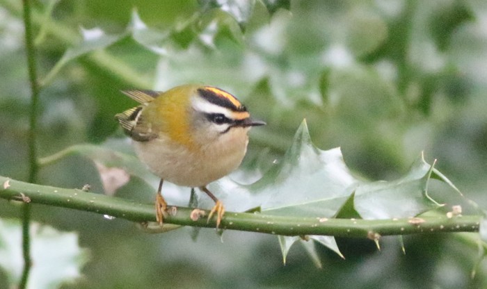 Firecrest