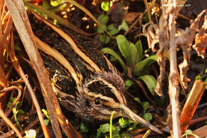 Jack Snipe