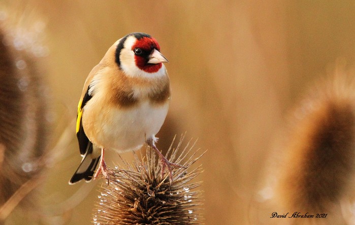 Goldfinch 