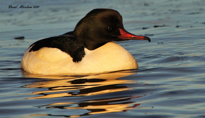 Goosander