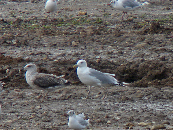 Caspian Gull