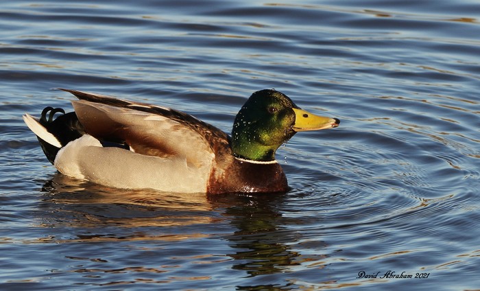 Mallard 