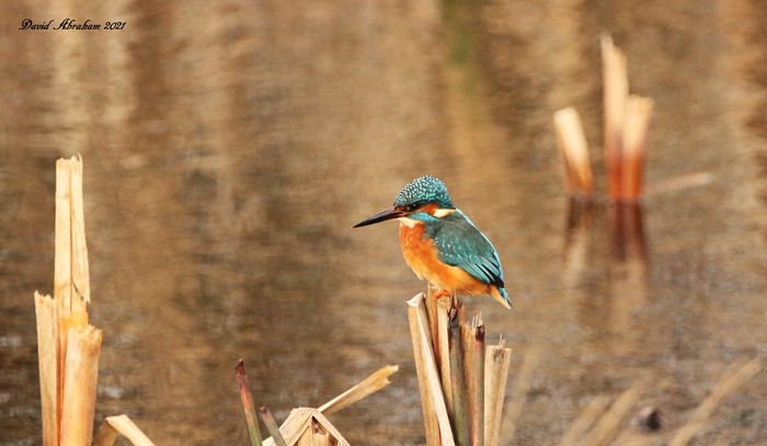 Kingfisher 