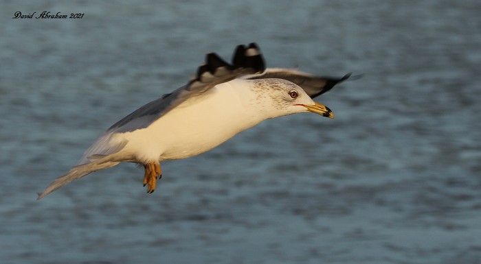 Ring-billed Gull 