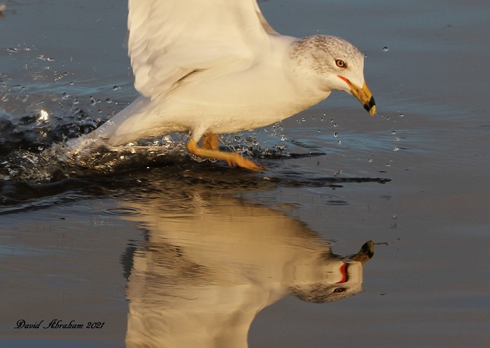Ring-billed Gull 
