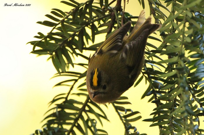 Goldcrest 