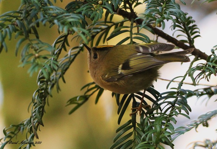 Goldcrest 