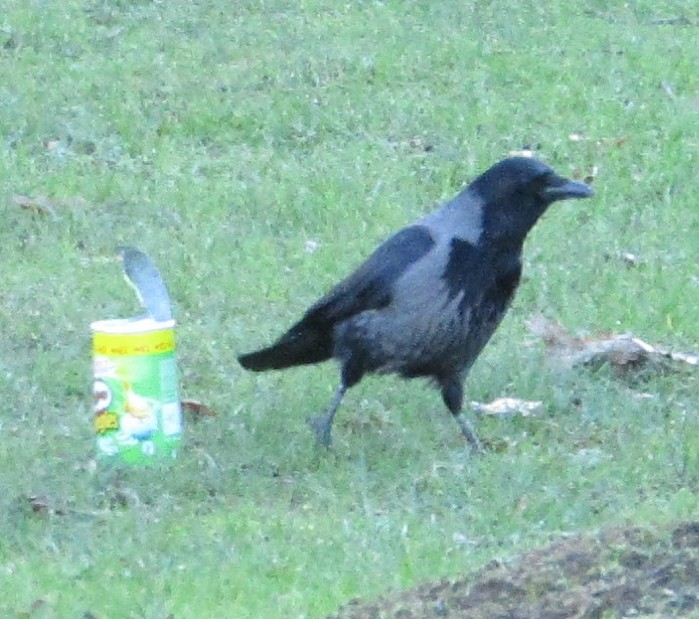 Hooded Crow
