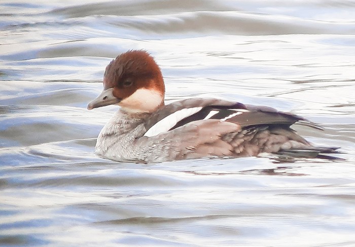 Smew