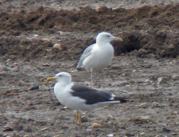 Caspian Gull