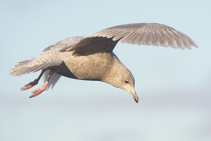 Iceland Gull