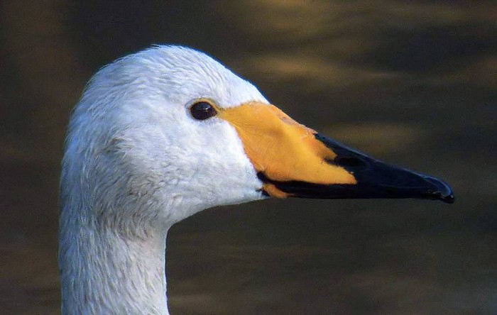 Whooper Swan