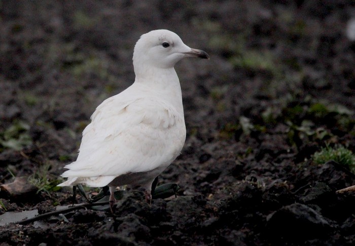 Iceland Gull