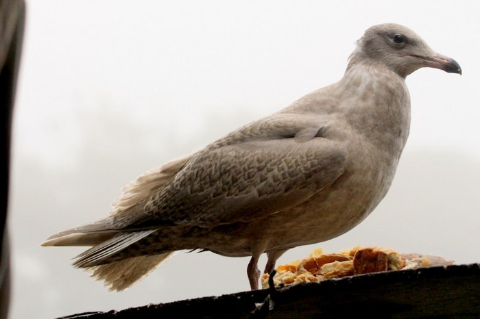 Glaucous Gull